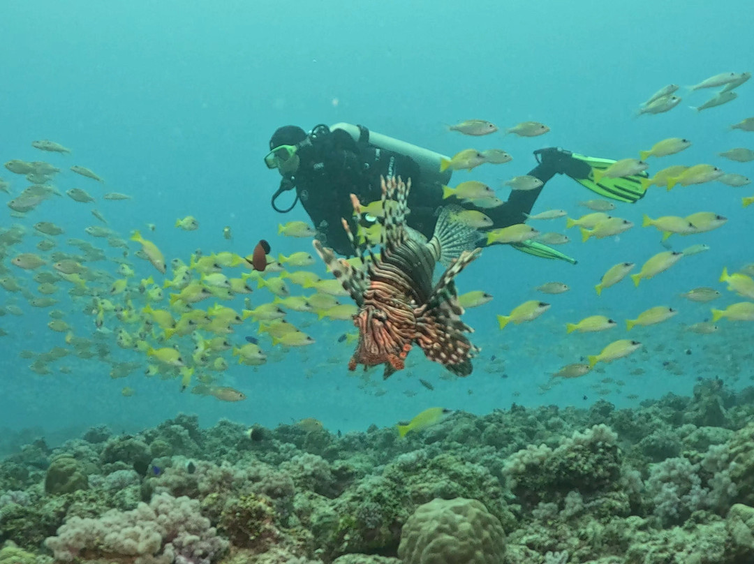 Orca Dive Club - Pereybere-Pereybere必去景点