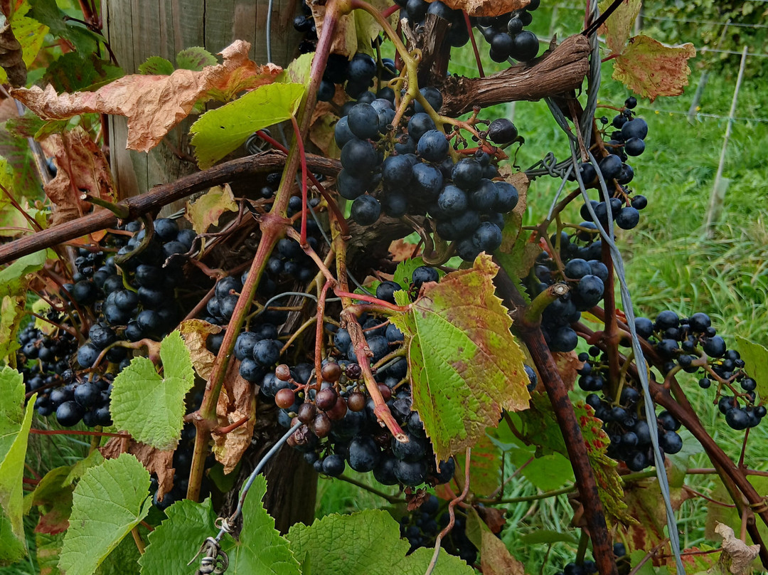 Polgoon Vineyard-彭赞斯必去景点