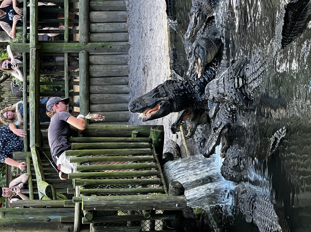 St. Augustine Alligator Farm Zoological Park-圣奥古斯丁必去景点