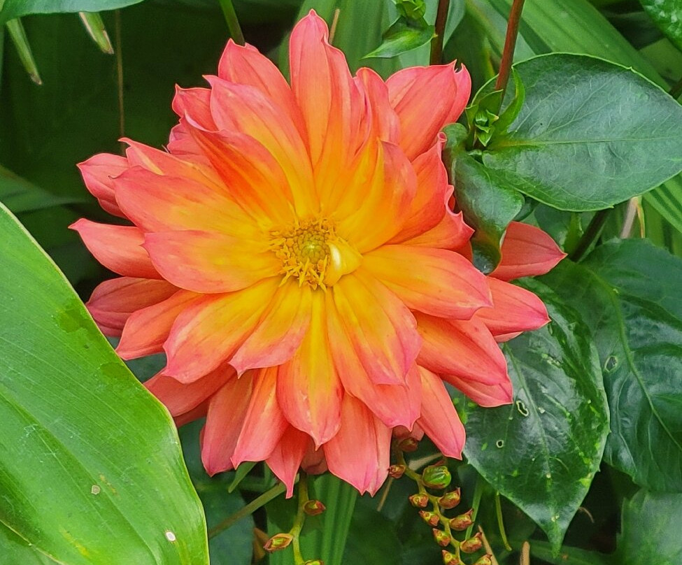 Terra Nova Garden-Kilmallock必去景点