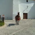 pablochase