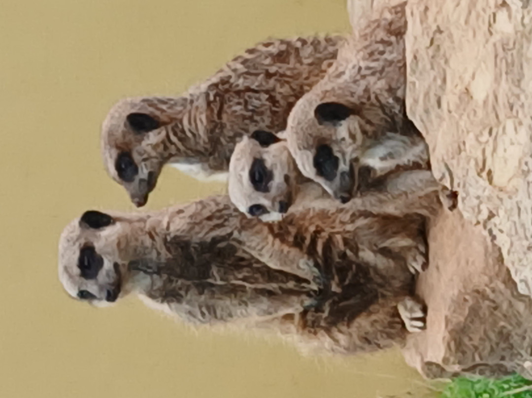 Marwell Zoo-温彻斯特必去景点