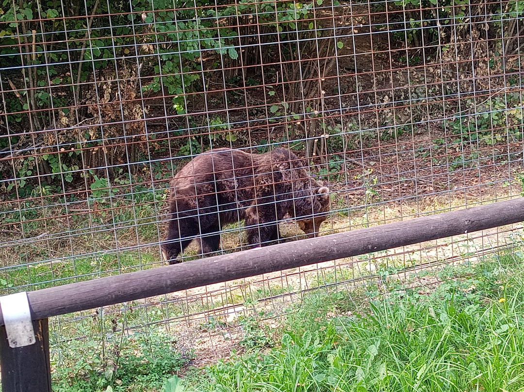 Libearty Bear Sanctuary Zarnesti-Zarnesti必去景点