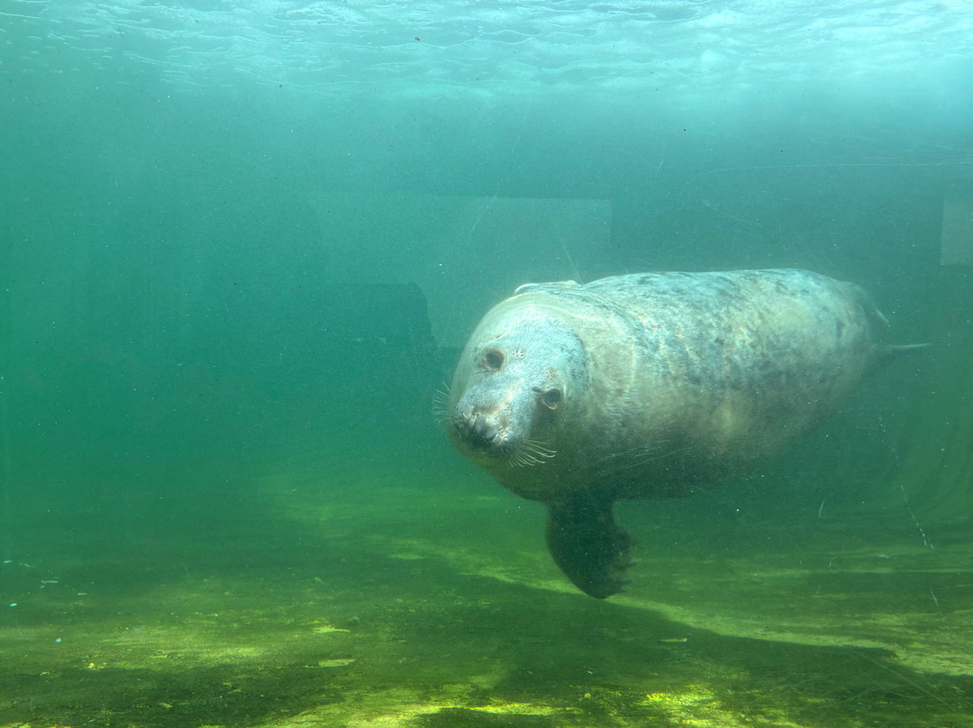 Cornish Seal Sanctuary-Gweek必去景点