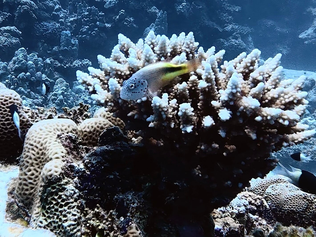 Extra Divers Worldwide El Quseir-艾尔可西利亚必去景点