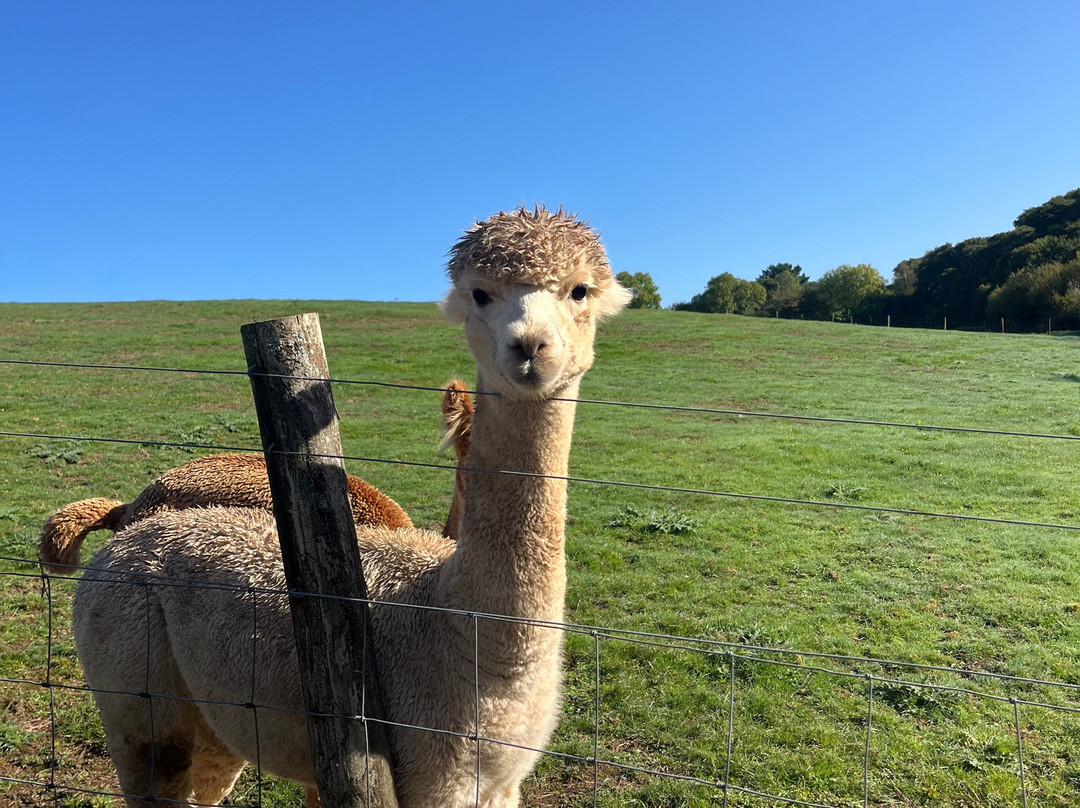 Popham Farm Alpaca Trekking-索尔塔什必去景点