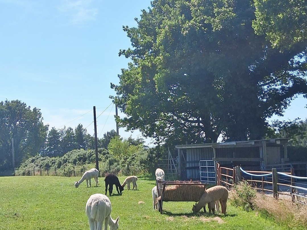 K2Alpacas-Wicklow必去景点