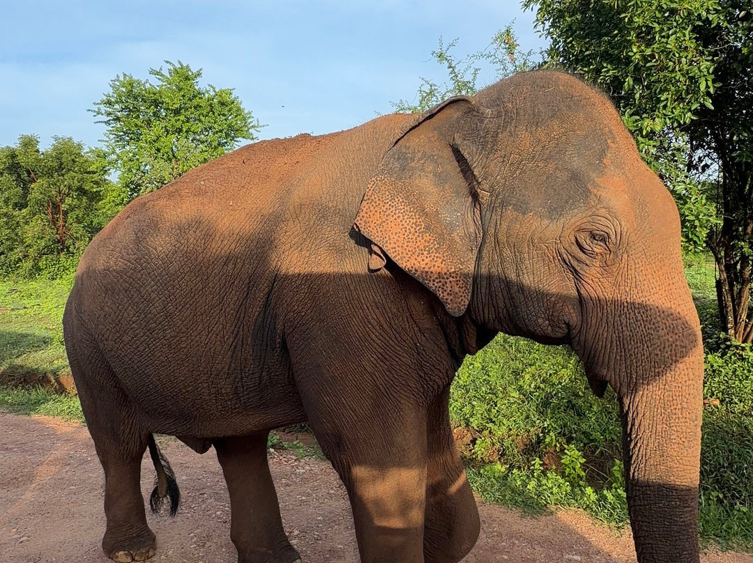 Udawalawe Lahiru Safari Guide Tours-乌达瓦拉维国家公园必去景点