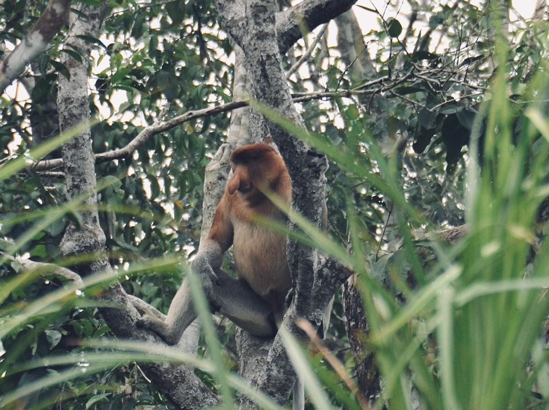 Orangutan Houseboat Tour-Kumai必去景点