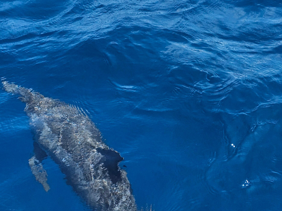 Amphibuzz Dive-Thulusdhoo Island必去景点