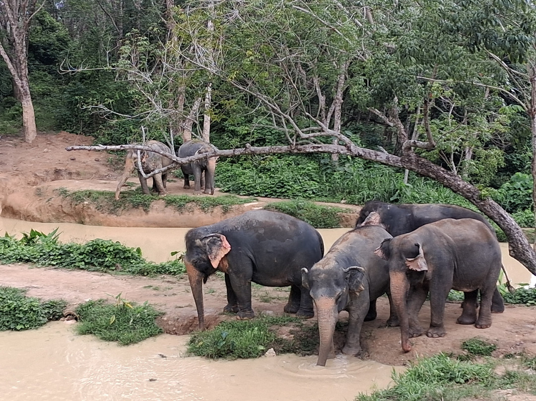 Hidden Forest Elephant Reserve-查龙必去景点