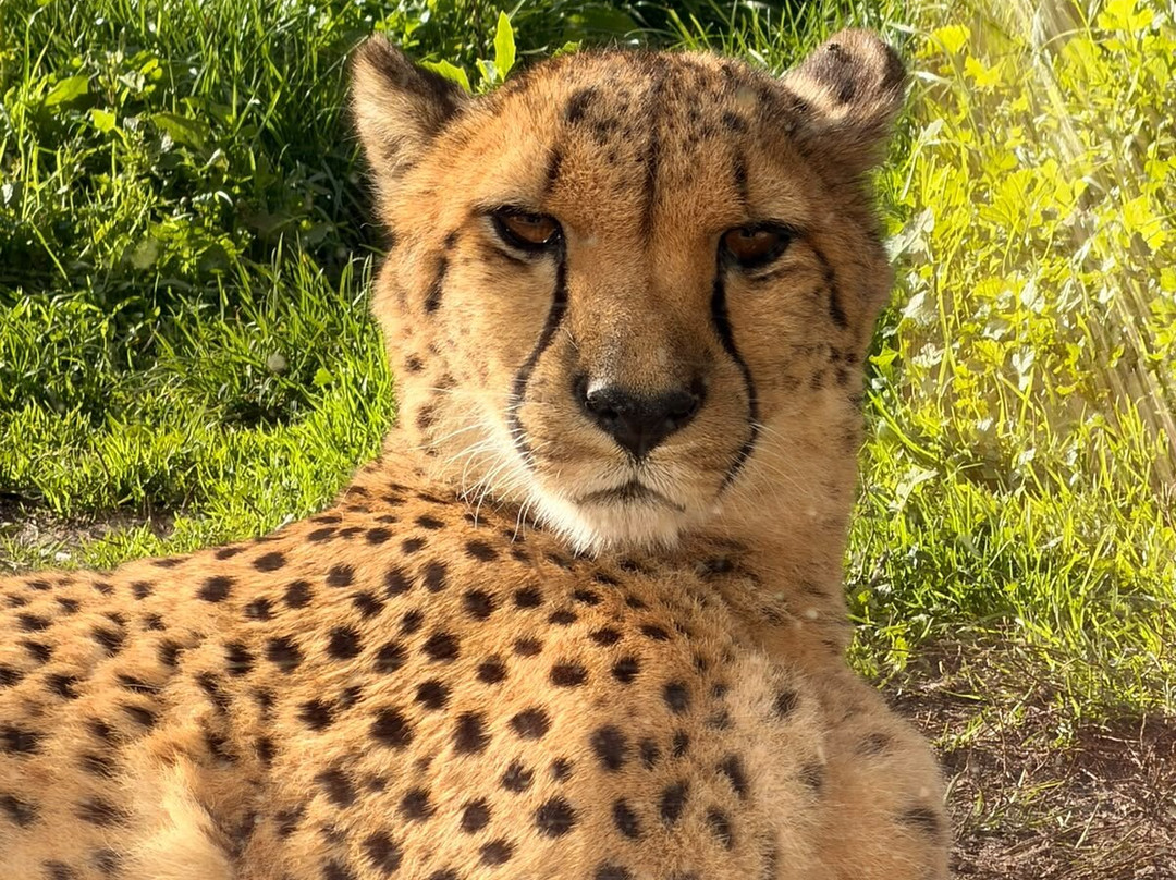 Safari Lodges At West Midlands Safari Park主图