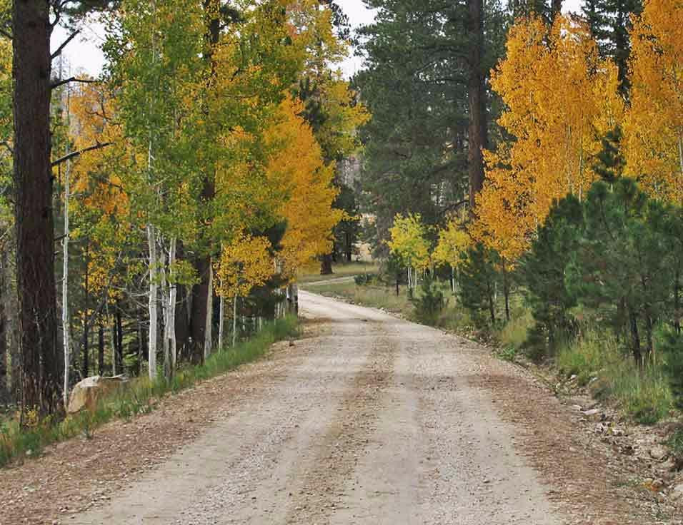 Kaibab National Forest景点图片