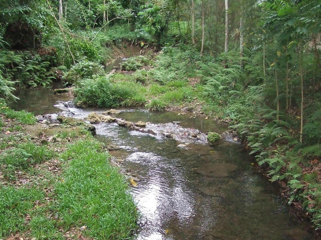 Honiara Botanical Gardens景点图片