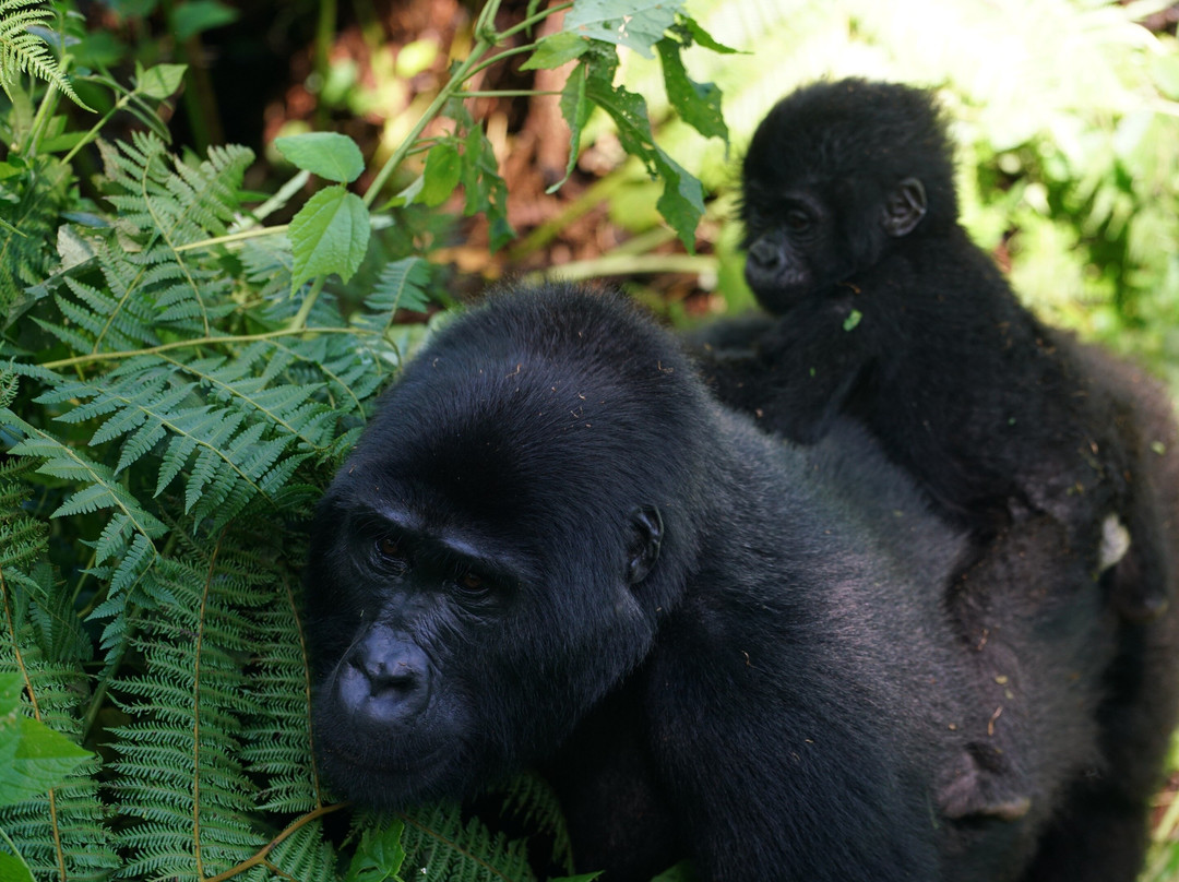 BUGOLI ADVENTURES LIMITED-卡巴莱必去景点