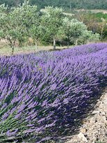 Lavanda di Maremma景点图片