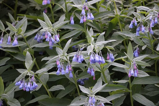 Yankee Boy Basin-乌雷必去景点