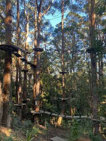 Treetops Adventure Coffs Harbour-科夫斯港必去景点