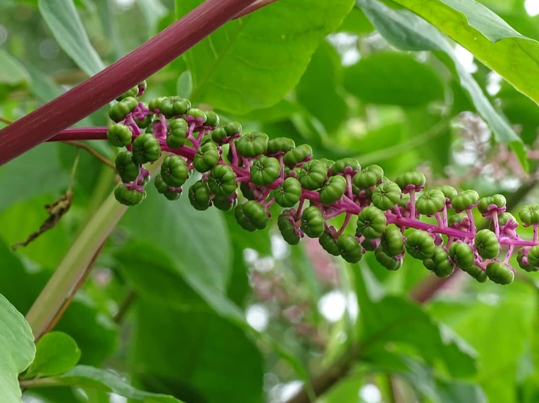Botanischer Garten-马堡必去景点