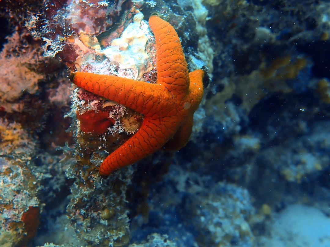 Sea Star Diving Center-马累必去景点