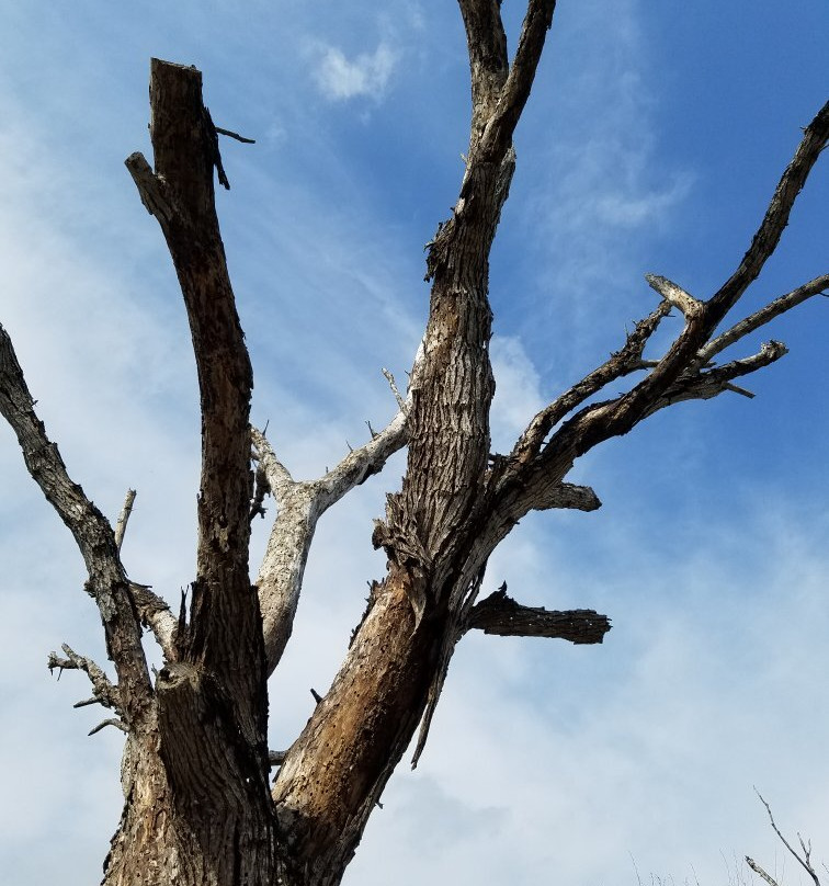 Bentsen-Rio Grande Valley State Park-Mission必去景点