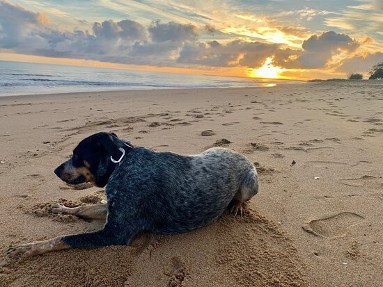Moore Park Beach Inn主图