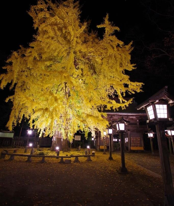 Imamiya Shrine-樱市必去景点
