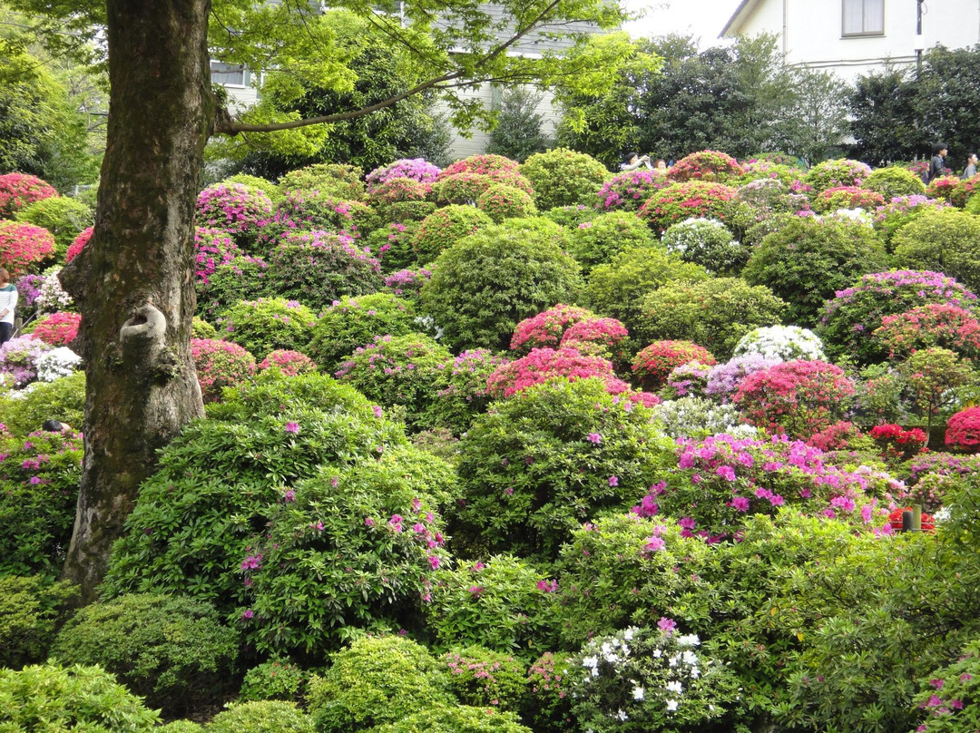 Bunkyo Azalea Matsuri景点图片