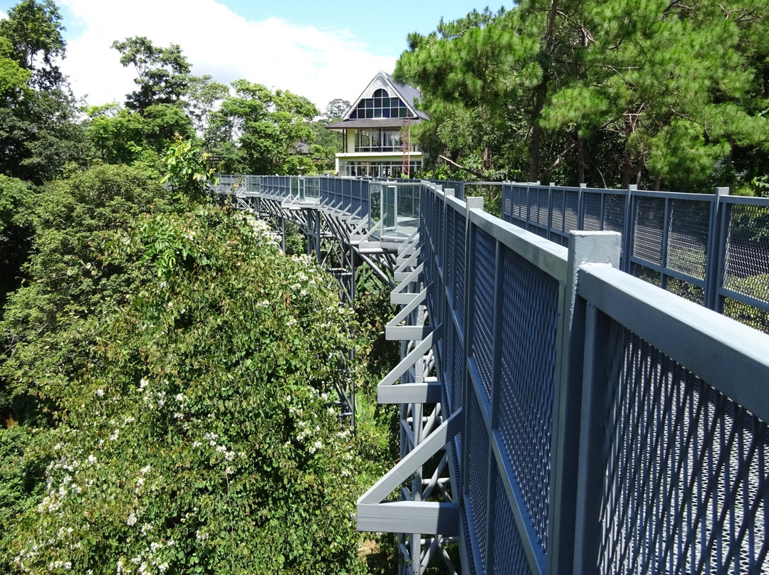 Canopy Walkway景点图片