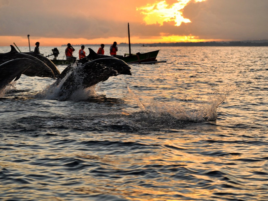 Bali Dolphin Watching Tour-登巴萨必去景点