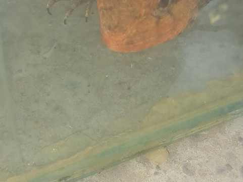 小动物市场-上海市必去景点