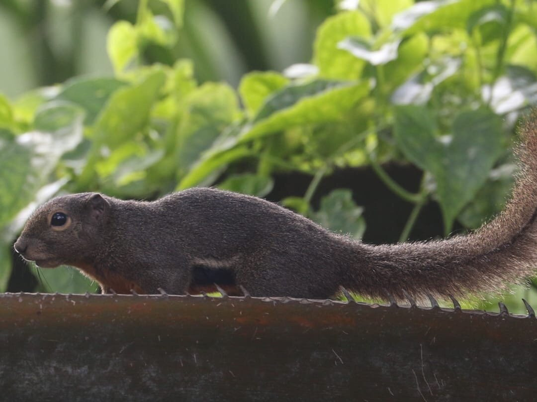 Admiralty Park-新加坡必去景点