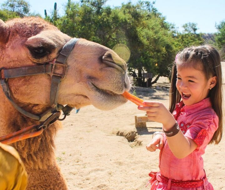 Cabo Concierge-洛斯卡布斯必去景点