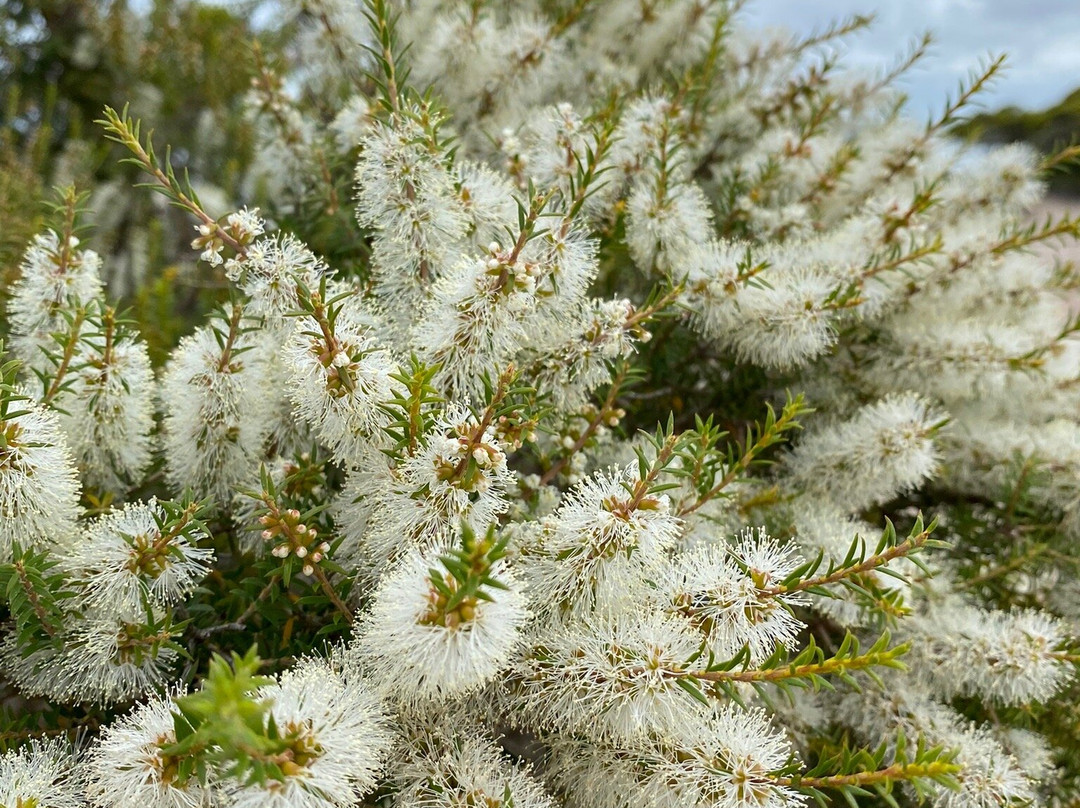 Lincoln National Park-Port Lincoln必去景点
