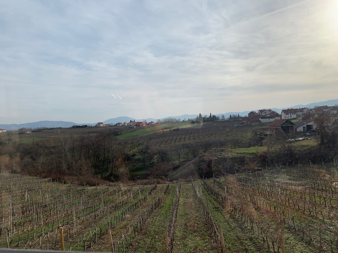 Winery Aleksandrovic-Topola必去景点