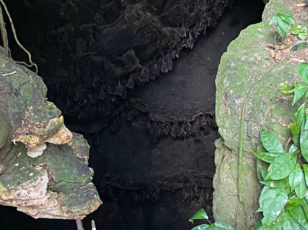 La Grotte Aux Chauve-souris景点图片