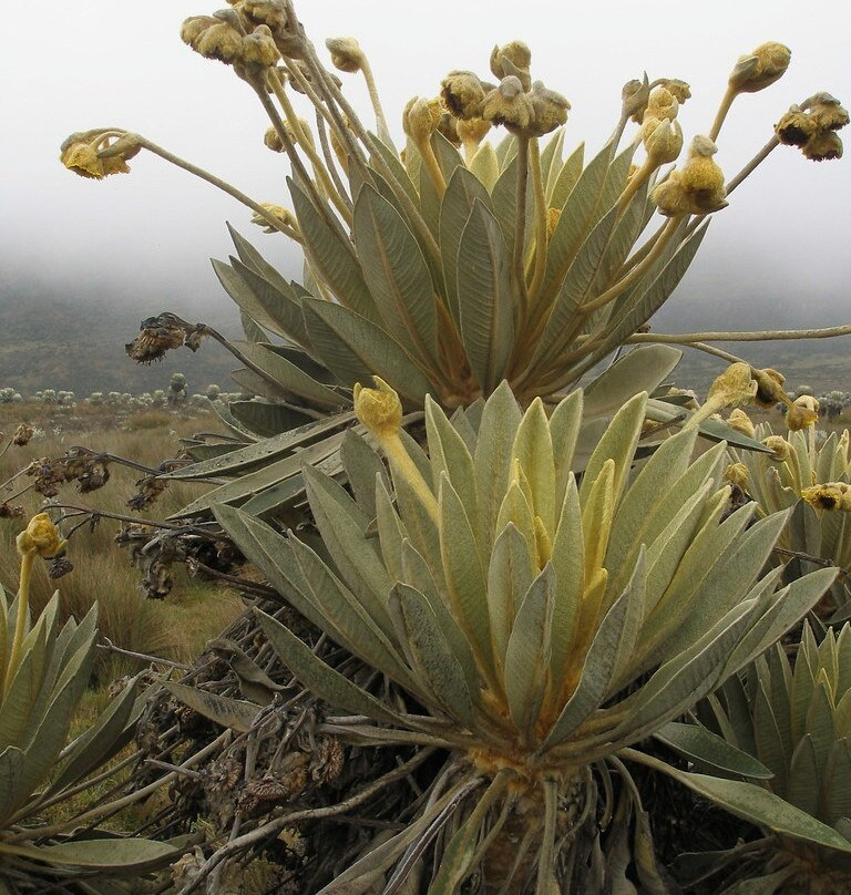 Paque Nacional Farallones de Cali-卡利必去景点
