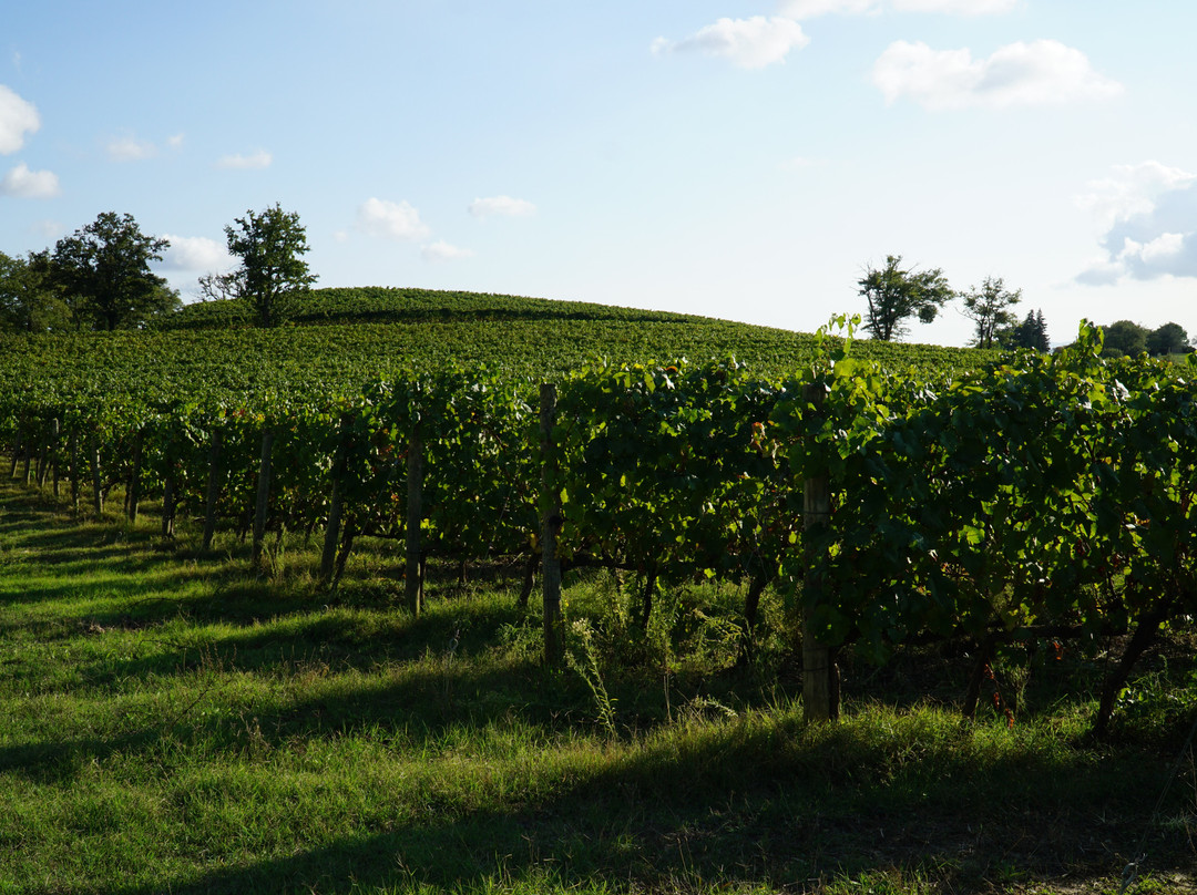 Terenzi Winery景点图片