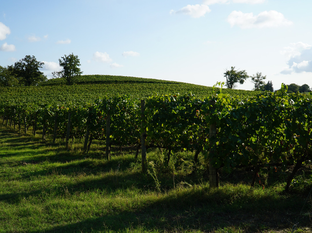 Terenzi Winery-Scansano必去景点