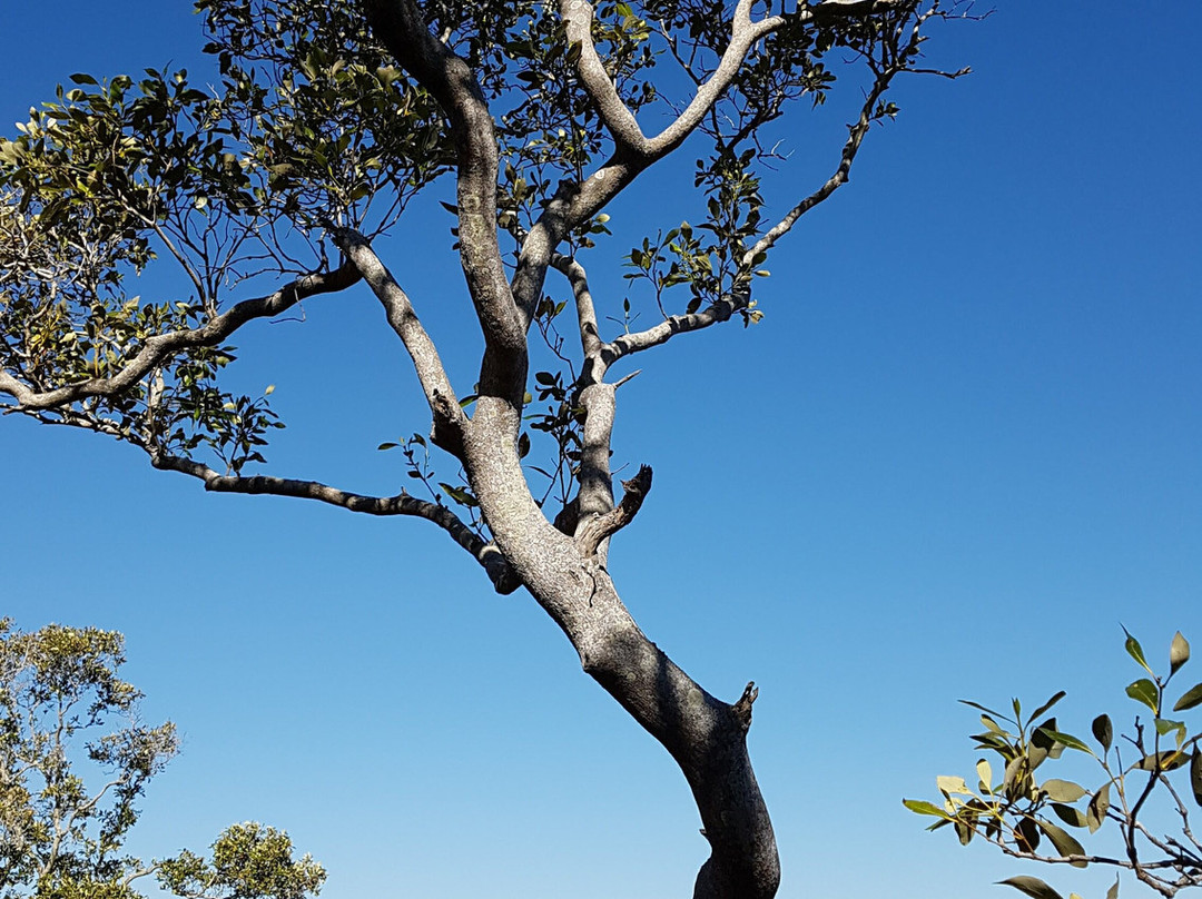 Bay Islands Art & Scenic Tours景点图片