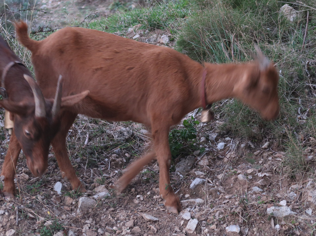 B&B Taccu Maccu主图