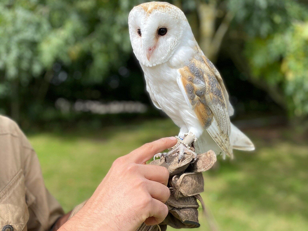 Simon Tebbutt Falconry-奥克姆必去景点