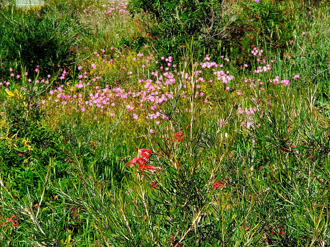 Ninghan Park Farm-Bowes必去景点