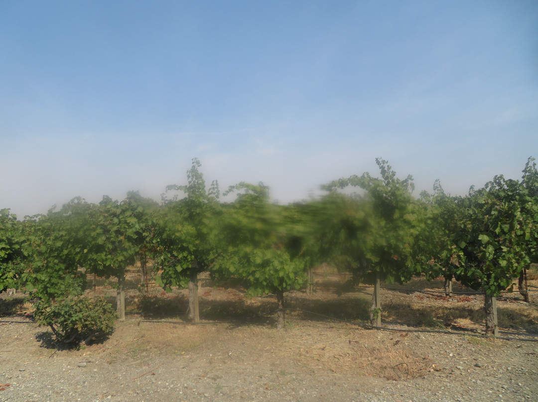 Concannon Vineyard-利佛摩必去景点