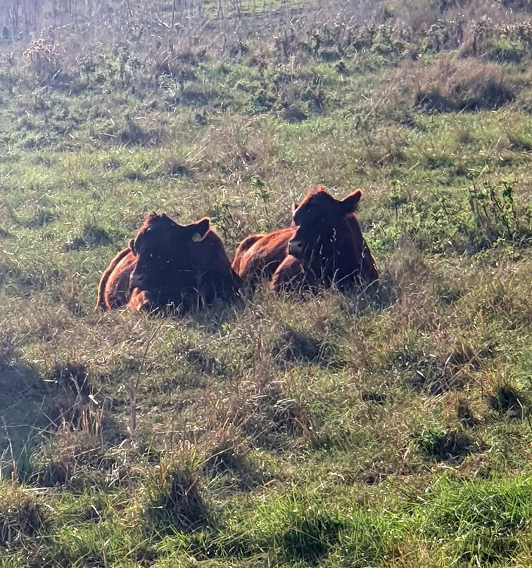 Hadleigh Country Park景点图片
