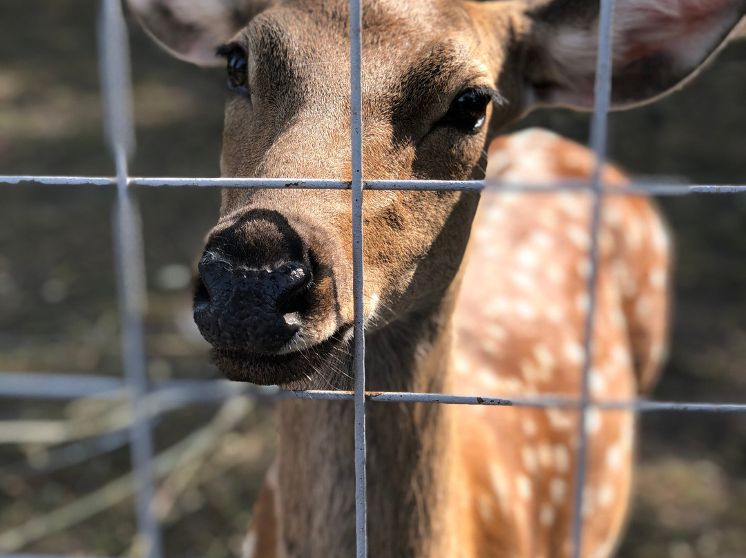 Starooskolsky Zoo-Stary Oskol必去景点