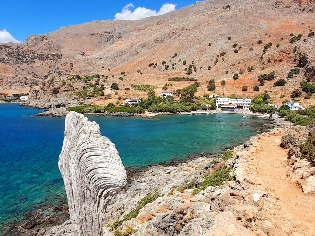 The Old Phoenix主图