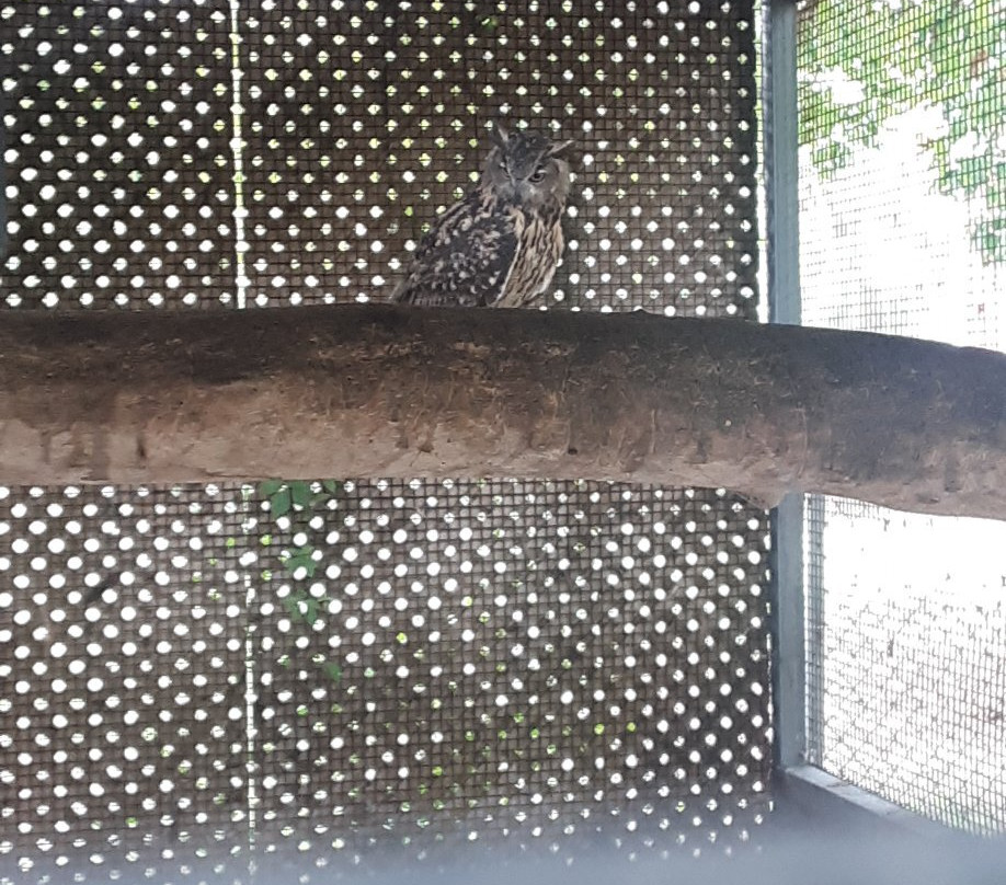 Natural Bridge Zoo-天然桥必去景点