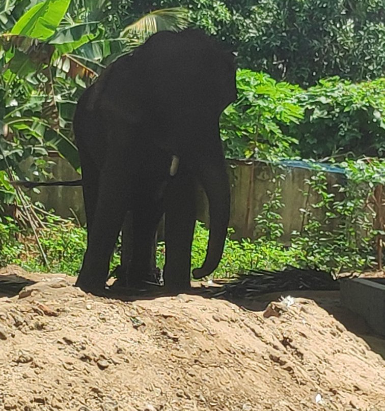 Elephant Camp Sanctuary景点图片