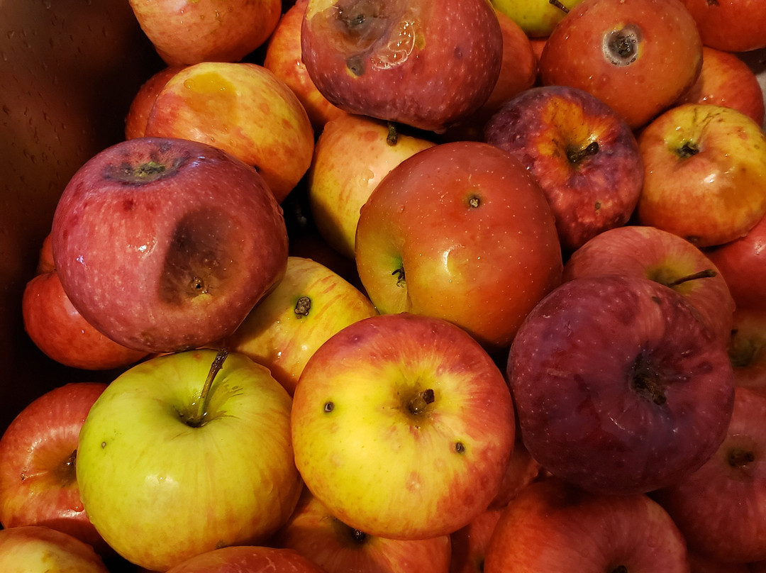 Country Apple Orchard-Harrisburg必去景点